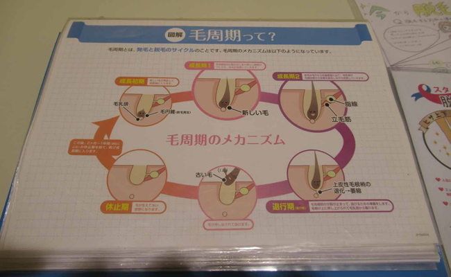 毛周期の説明資料